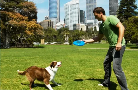 The Camper's Guide to Dog Fences
