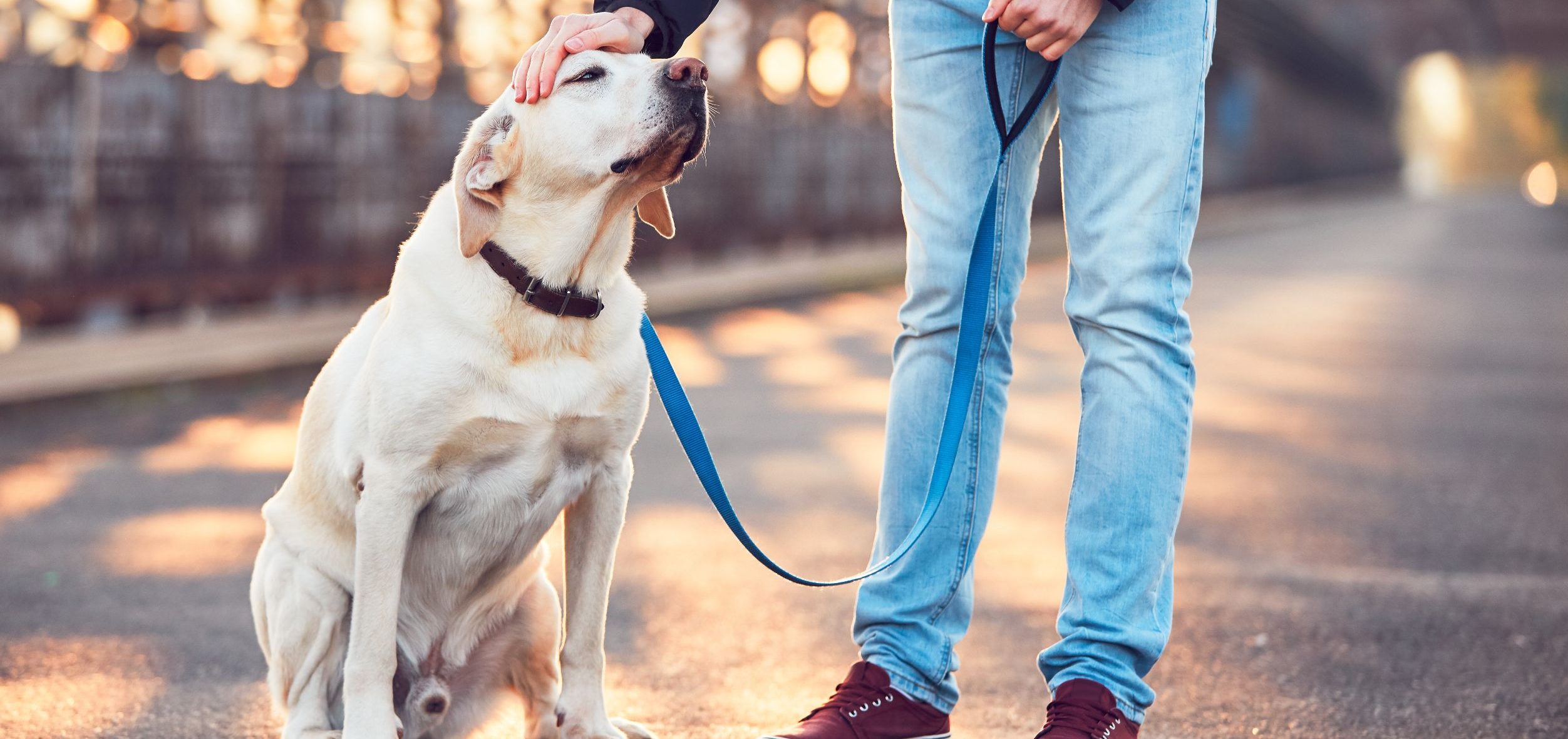 Enhancing Your Dog's Outdoor Experience
