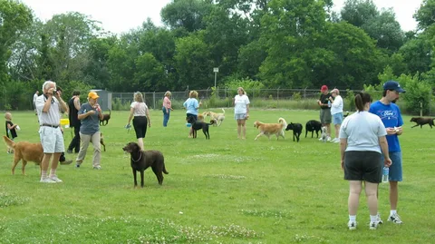 Training Your Dog